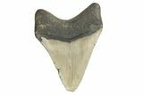 Fossil Megalodon Tooth - North Carolina #190765-1